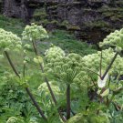 Angelica Seeds