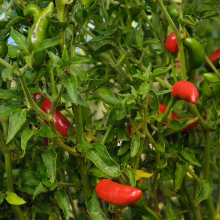 Pepper Seeds Serrano