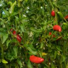 Pepper Seeds Serrano