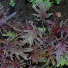 Kale Seeds Red