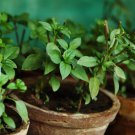 Basil Seeds Cinnamon Herb