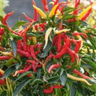 Pepper Seeds Ornamental Fire And Ice