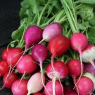 Radish Seed Mix
