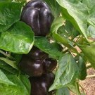 Bell Pepper Seeds Sweet Midnight Dream