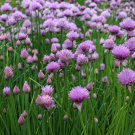 Chive Seeds