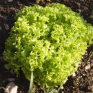 Lettuce Seeds Green Ice