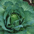 Cabbage Seeds Early Jersey Wakefield