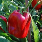 Bell Pepper Seeds Sweet Big Red