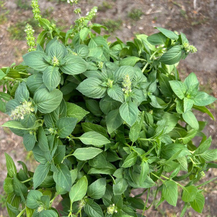 Basil Seeds Lemon Herb