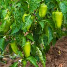 Pepper Seeds Cubanelle