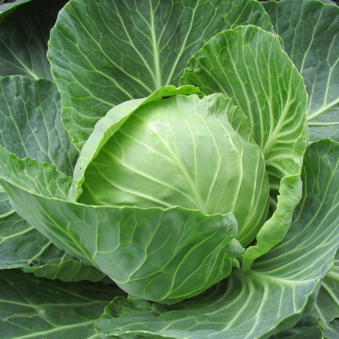 Cabbage Golden Acre