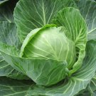 Cabbage Golden Acre
