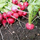 Radish German Giant
