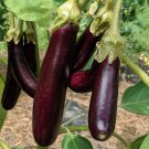 Eggplant Seeds Purple Little Finger