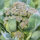 Broccoli Seeds Ramoso Santana
