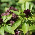 Basil Seeds Licorice Herb