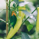 Pepper Seeds Hungarian Hot Wax
