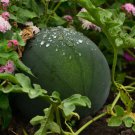 Watermelon Seeds Sugar Baby