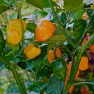Habanero Hot Pepper Seeds