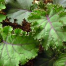 Kale Seeds Scarlet