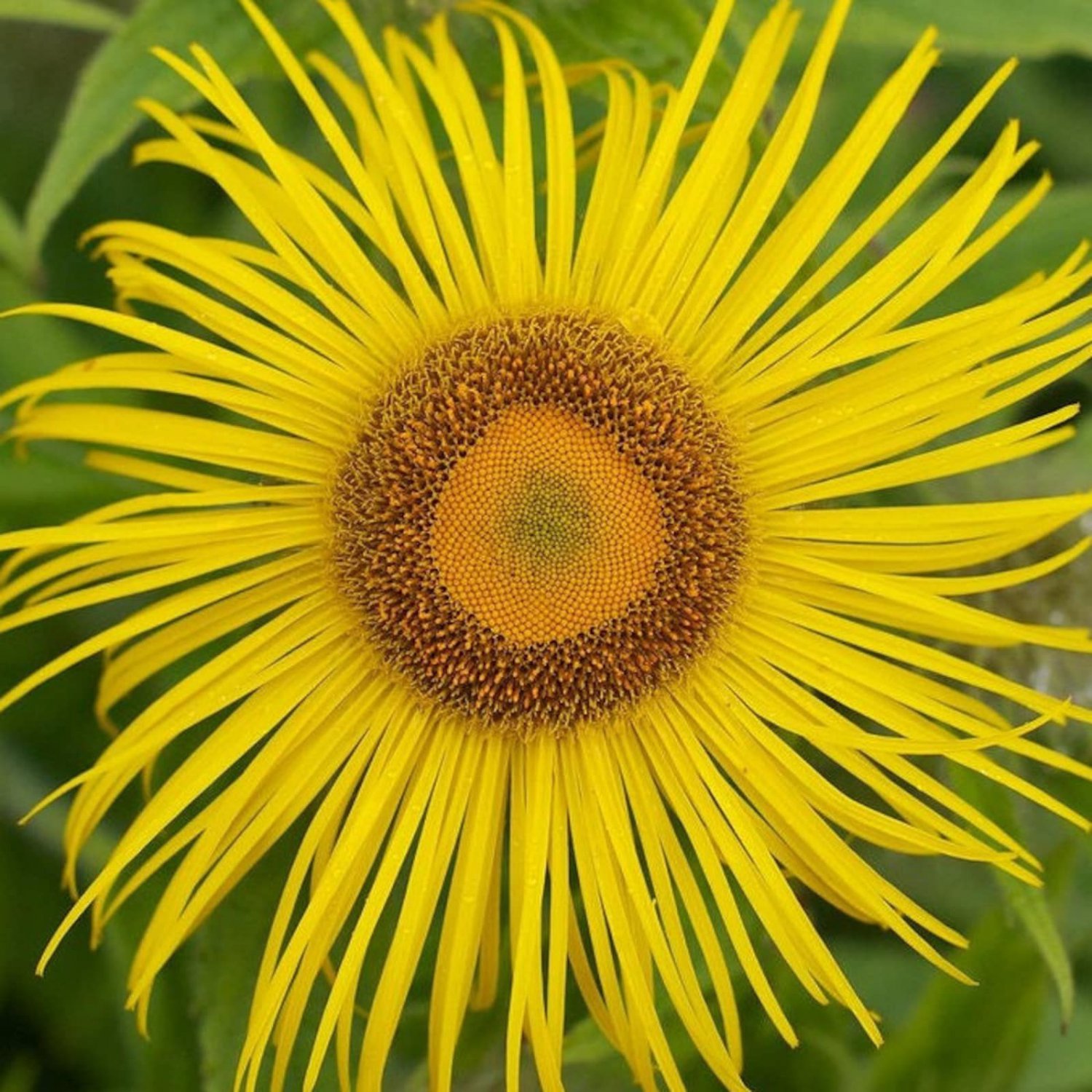 25 Elecampane Seeds