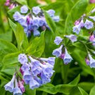 10 Virginia Bluebells Seeds