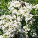 100 Mountain Mint Seeds