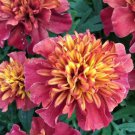 10 Strawberry Blonde Marigold Seeds