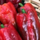 20 Italian Sweet Pepper Giapponese Seeds