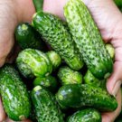 50 Boston Pickling Cucumber Seeds