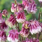 50 Pink Petticoat Columbine Seed