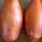 20 Shallot Banana Onion Seeds
