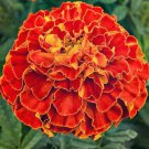 50 Red Cherry French Marigold Seeds