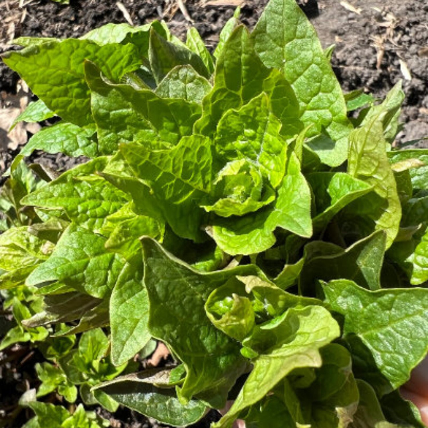 20 Caucasian Mountain Spinach Seeds
