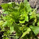 20 Caucasian Mountain Spinach Seeds