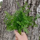 500 Herb Winter Chervil Seeds