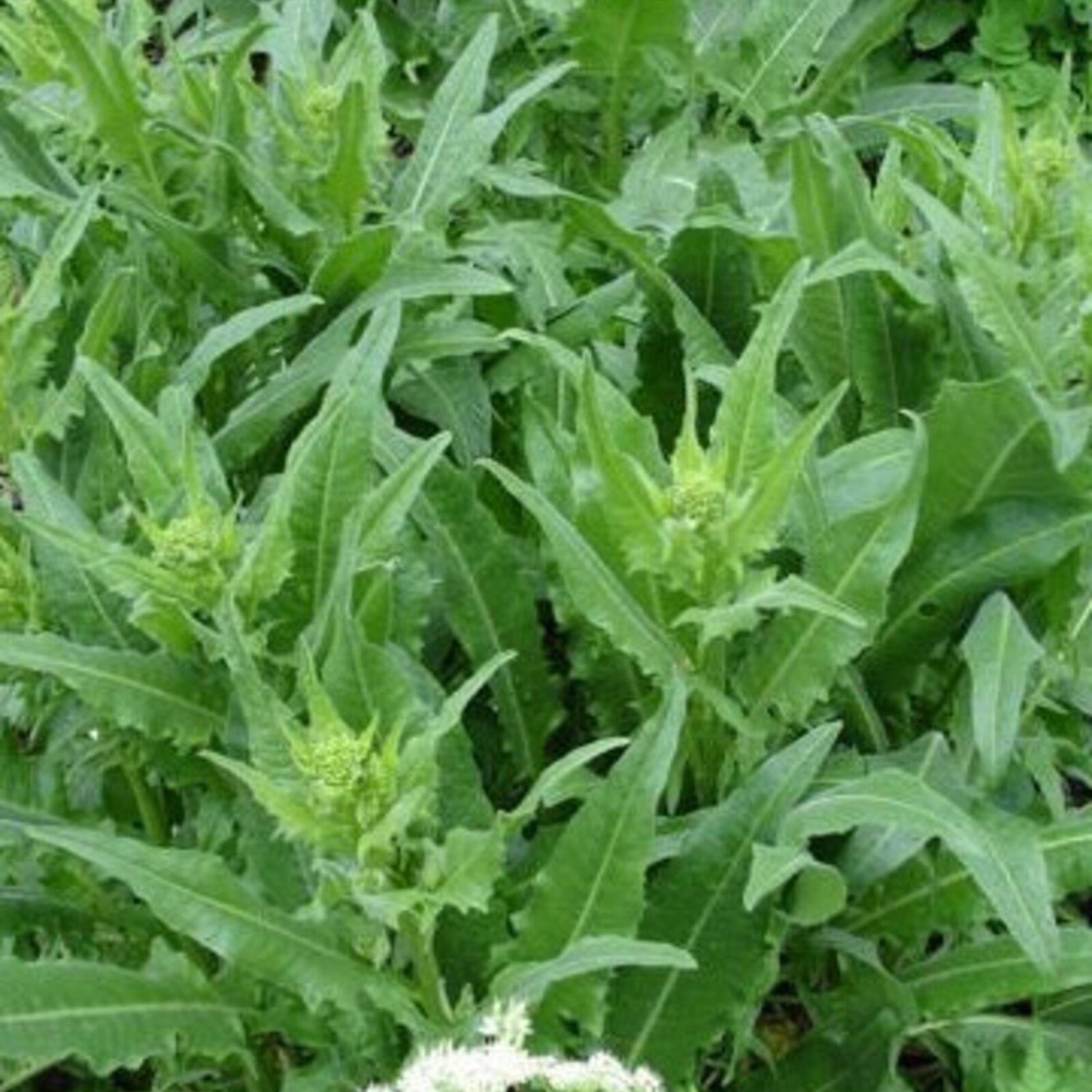 20 Turkish Rocket Seeds