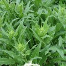 20 Turkish Rocket Seeds