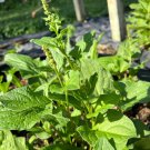Good King Henry Spinach Seeds