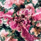 10 Kale Grex Homesteader'S Kaleidoscopic Seeds