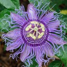 10 Purple Passion Flower Seeds