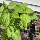 200Korean Perilla Seeds