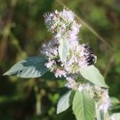 100 Hoary Mountain Mint Seeds