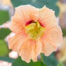 10 Gleam Salmon Nasturtium Seeds