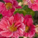 10 Jewel Cherry Rose Nasturtium Seeds