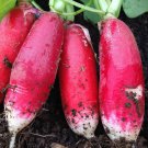 1000 China Rose Winter Radishes Seeds