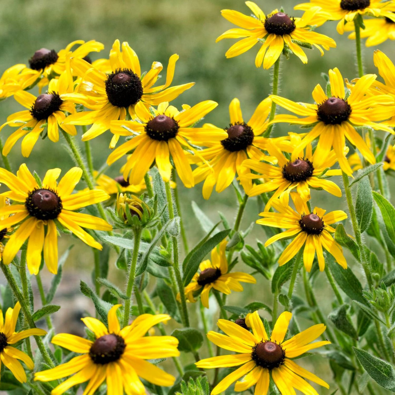 100 Yellow Coneflower Seeds