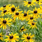 100 Yellow Coneflower Seeds