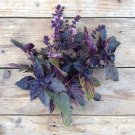 500 Herb Red Rubin Basil Seeds