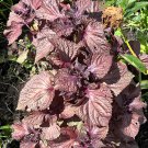 500 Japanese Red Shiso Perilla Red Aka Seeds